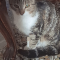 Gattine