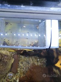 Pesci Pulitori ancistrus