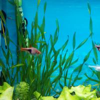 Piante acquario Vallisneira