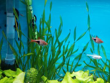 Piante acquario Vallisneira