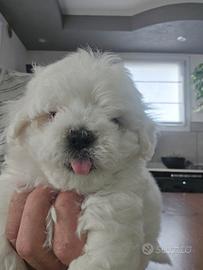 Maltese