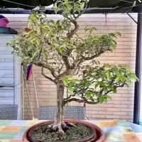 BONSAI MELO COTOGNO GIAPPONESE GRANDE 