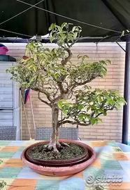 BONSAI MELO COTOGNO GIAPPONESE GRANDE 