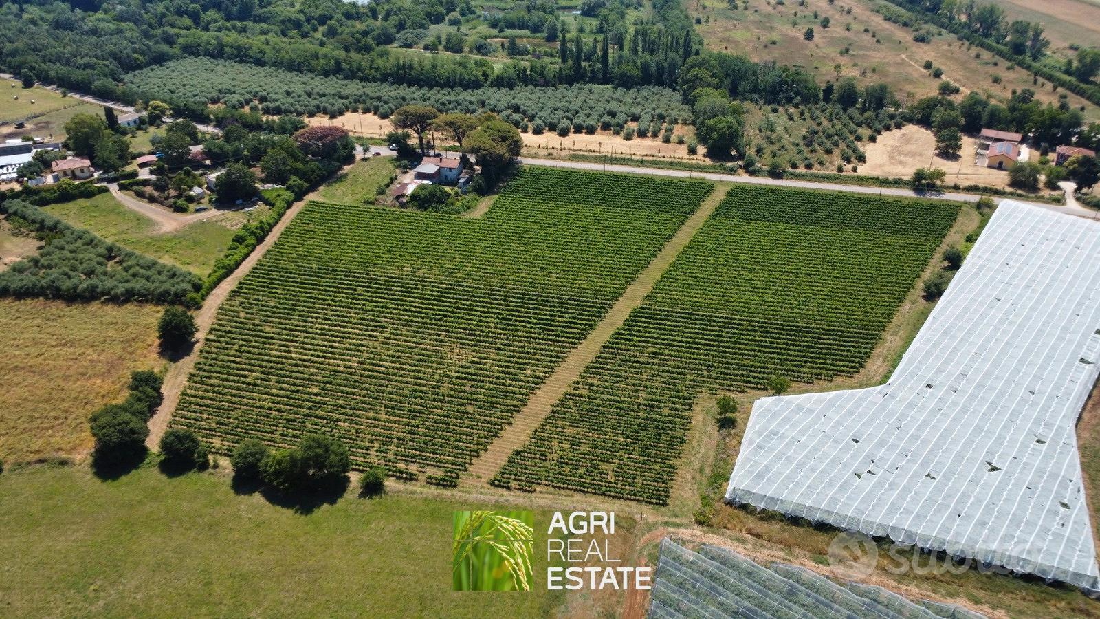 Cisterna di Latina - Vigneto di 3,5 HA | TR430 - Vista 2
