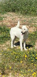 Cucciola amorevole aspetta una casa