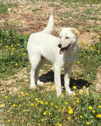 Cucciola amorevole aspetta una casa