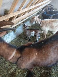 Capretti e caprette 2026