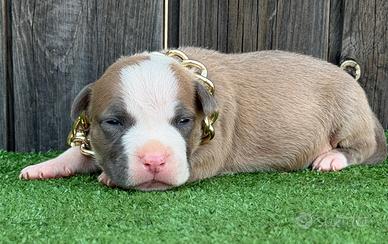 American pitbull terrier