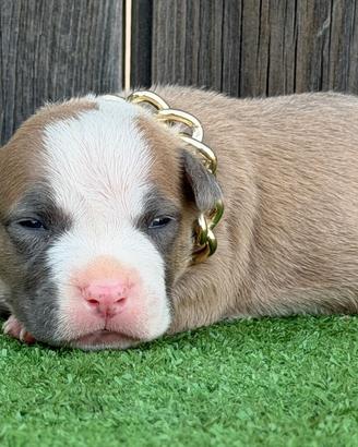 American pitbull terrier