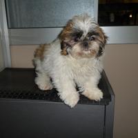 Shih-tzu