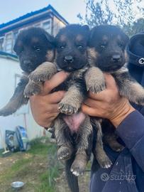 Cuccioli di pastore tedesco