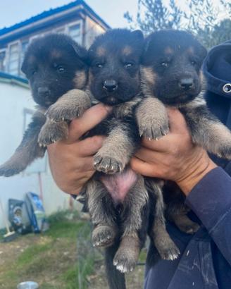 Cuccioli di pastore tedesco