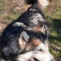 Alaskan Malamute cuccioloni