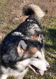 Alaskan Malamute cuccioloni