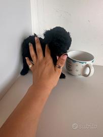 Tea cup nero