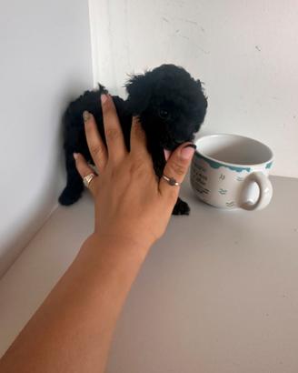 Mini Toy nero