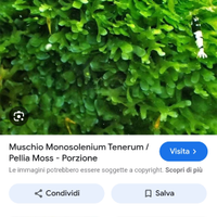 Muschio Round Pellia Moss
