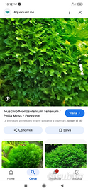 Muschio Round Pellia Moss