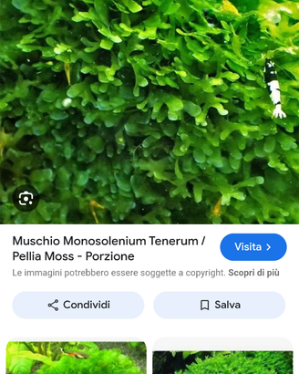 Muschio Round Pellia Moss