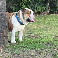 Bulldog inglese