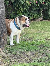 Bulldog inglese