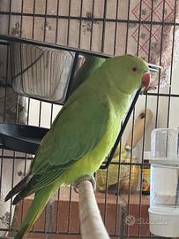 Parrocchetto dal collare