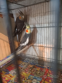 Coppia calopsite di 1 anno