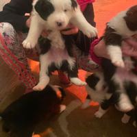 Border collie maschi con pedigree