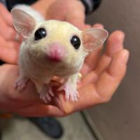 Petauro dello zucchero baby