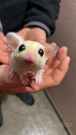 Petauro dello zucchero baby