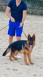 Cucciolo Pastore Tedesco