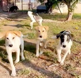 Cuccioli in adozione del cuore