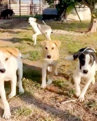 Cuccioli in adozione del cuore