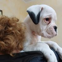 Cucciolo boxer