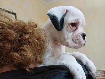 Cucciolo boxer