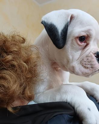Cucciolo boxer