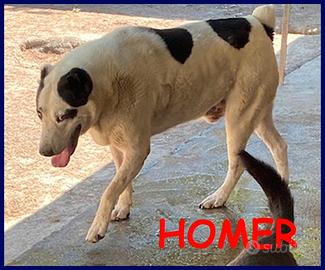 HOMER patatone dolcissim con orecchie e coda tagli