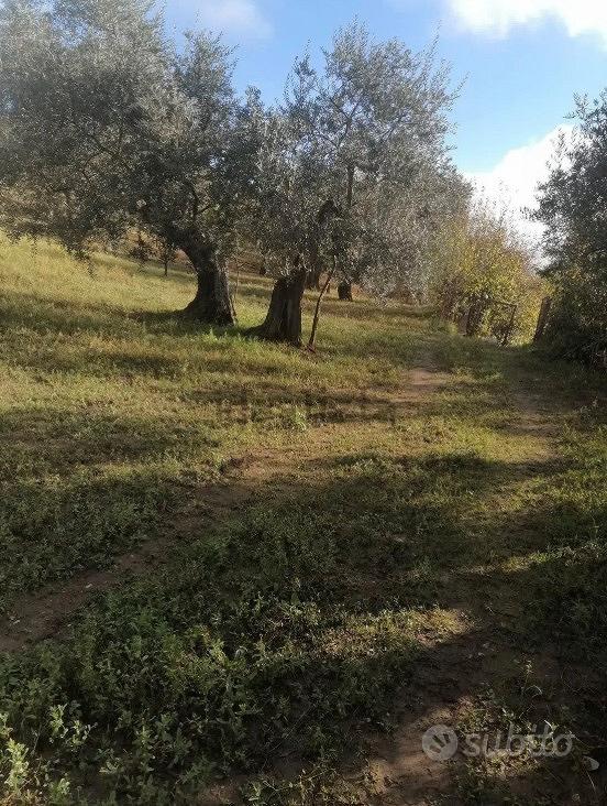 Terreno uliveto - Vista 4