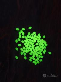 Pesca, Perline Luminescenti 0.3*0.4mm 
