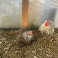 Cocincina, galli e galline