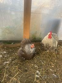 Cocincina, galli e galline