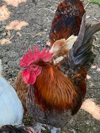 Galline ornamentali
