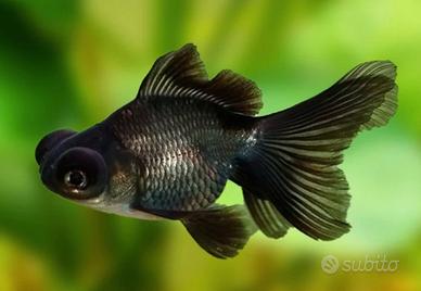 Pesci black moor e 2 Glow fish