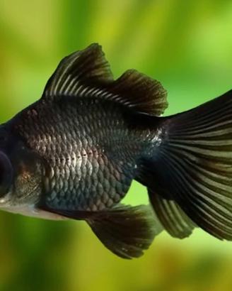 Pesci black moor e 2 Glow fish