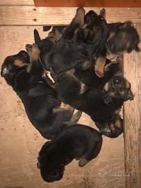 Cuccioli di Pastore Tedesco