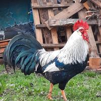 Gallo Livornese collo argento