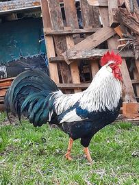 Gallo Livornese collo argento
