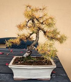 Bonsai Larice 