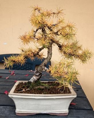 Bonsai Larice 