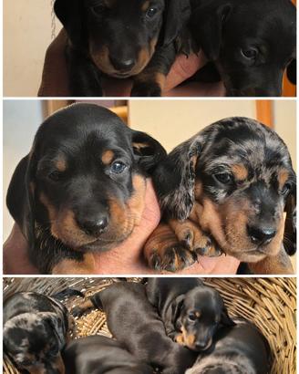 Cuccioli Bassotto Tedesco